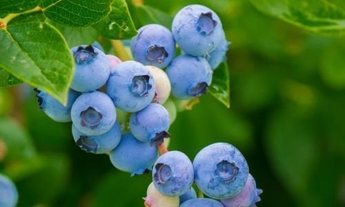 Yaban Mersini Satanlar