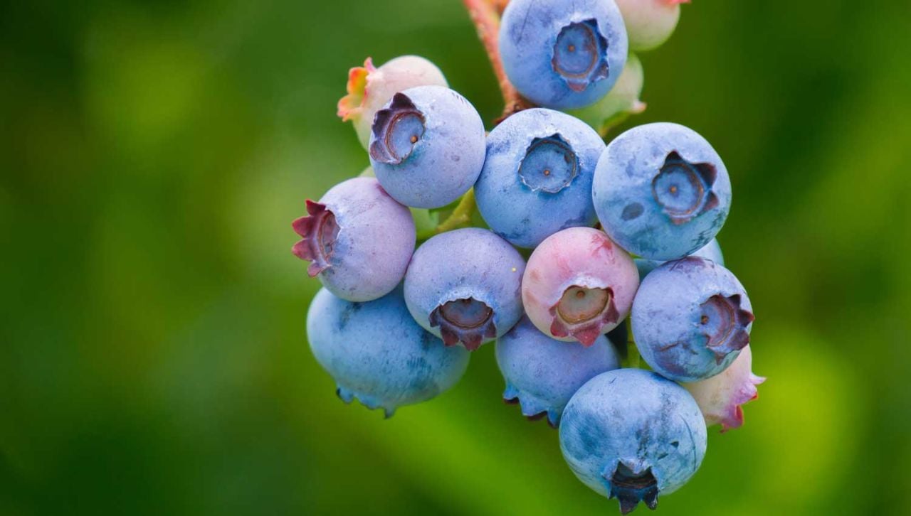 Yaban Mersini Fidanı Nerede Yetişir