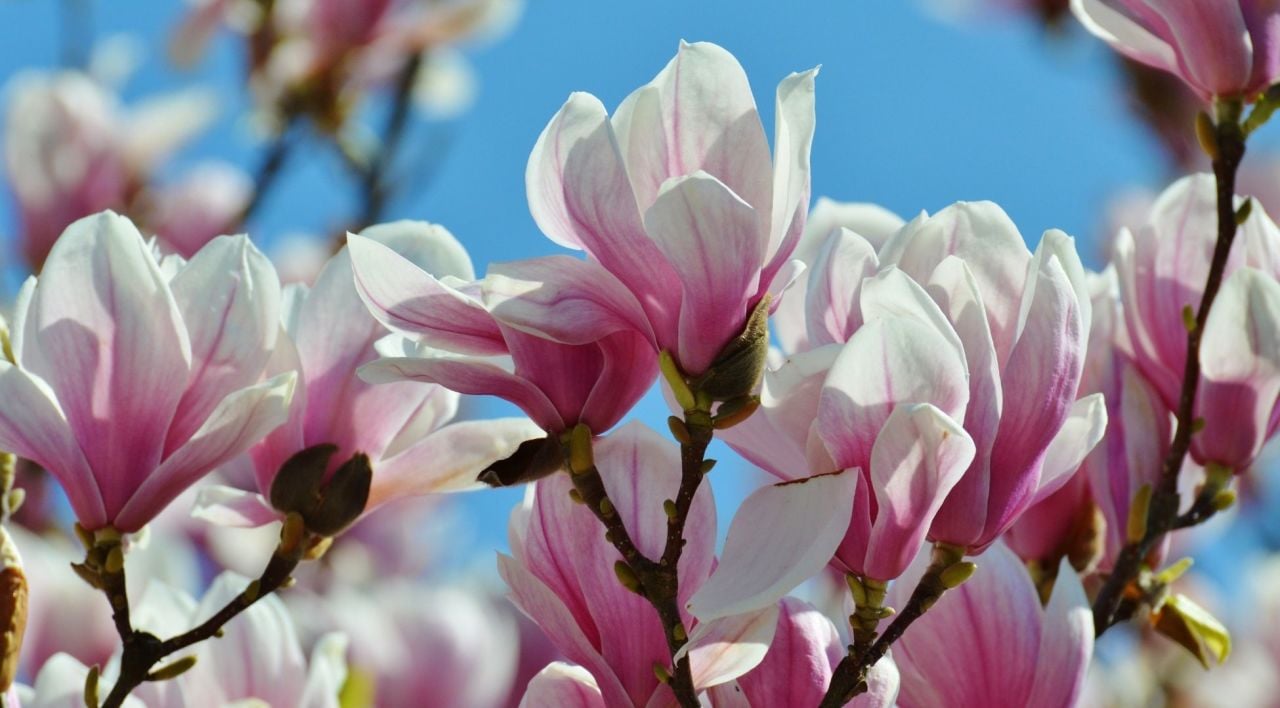Yaprak Döken Manolya Ağacı Genel Özellikleri