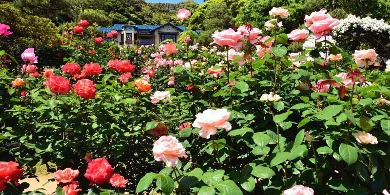 Yediveren Gül Fidanı Fiyatı