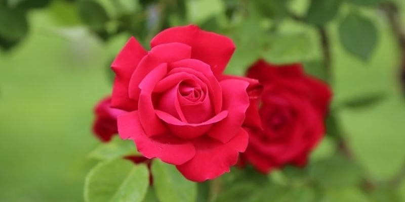 Yediveren Gül Fidanı Bakımı