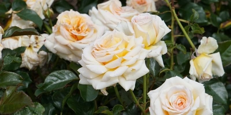 Yediveren Gül Fidanı Çeşitleri