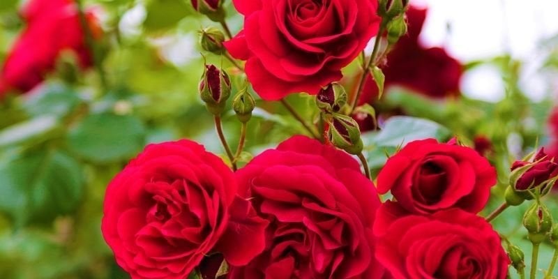 Yediveren Gül Fidanı Satışı