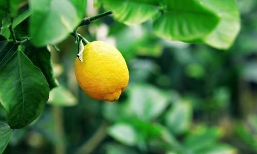 Yediveren Limon Fidanı Çeşitleri