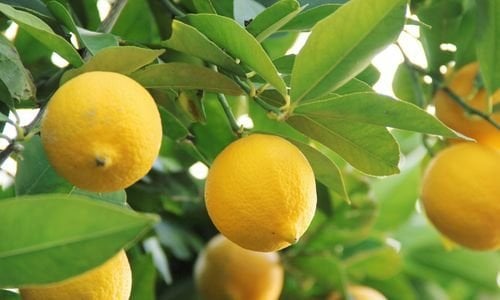 Yediveren Limon Ağacı Bakımı