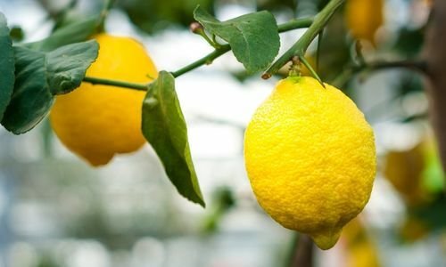 Yediveren Limon Fidanı Fiyatı