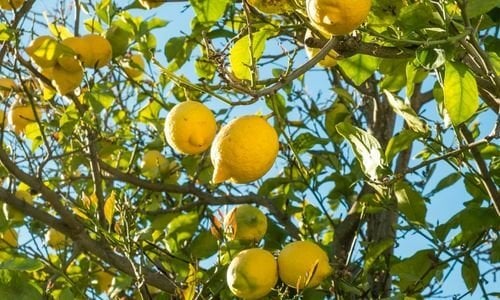 Yediveren Limon Fidanı Özellikleri