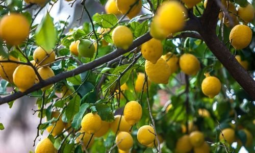 Yediveren Limon Fidanı Satışı