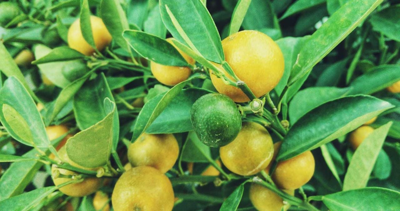 Yediveren Limon Özellikleri Nelerdir?