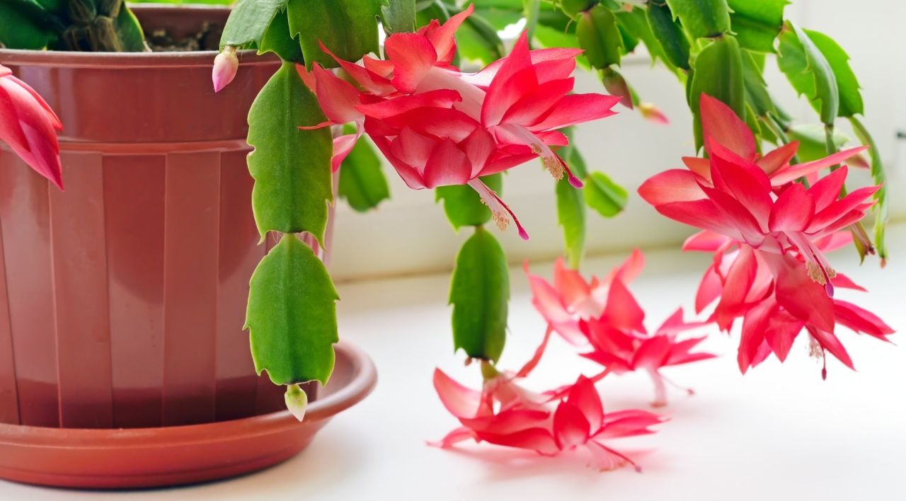 Yılbaşı Çiçeği Özellikleri