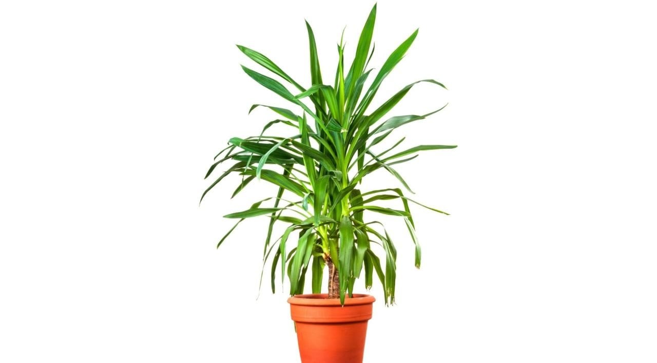 Yuka Çiçeği Özellikleri