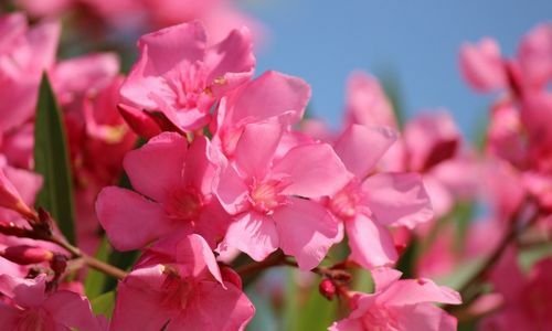 Zakkum Çiçeği Bakımı