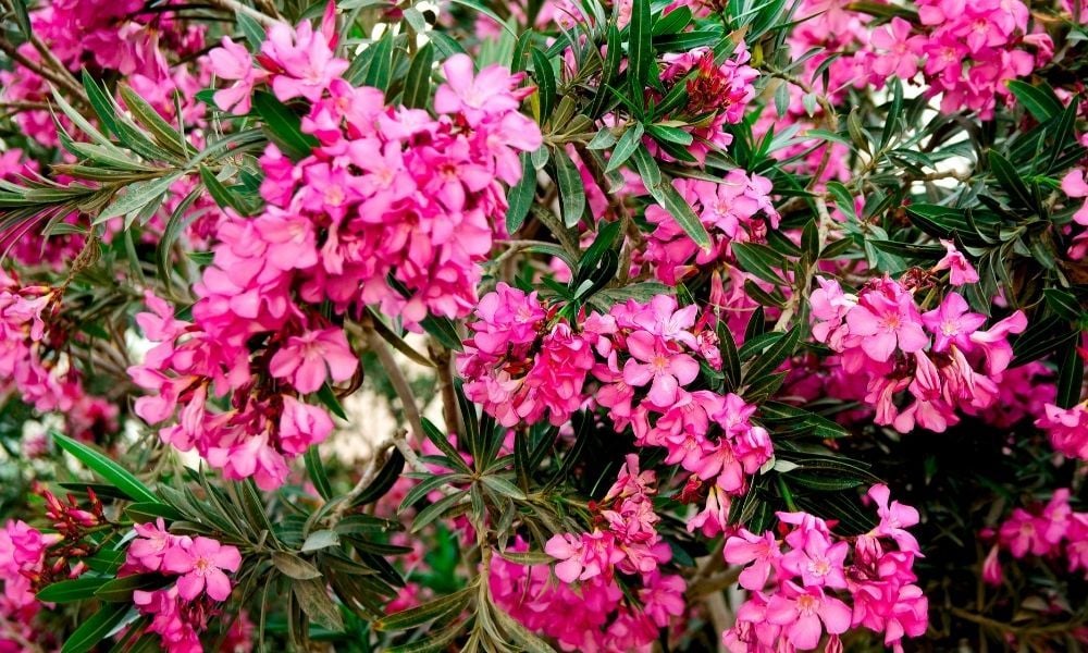 Zakkum Fidanı Özellikleri