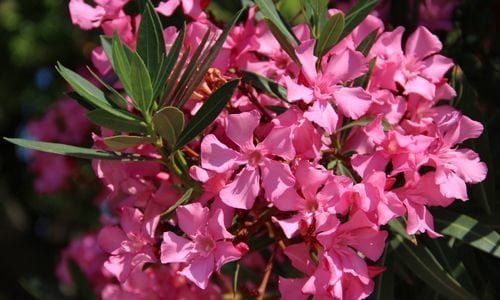 Zakkum Çiçeği Özellikleri