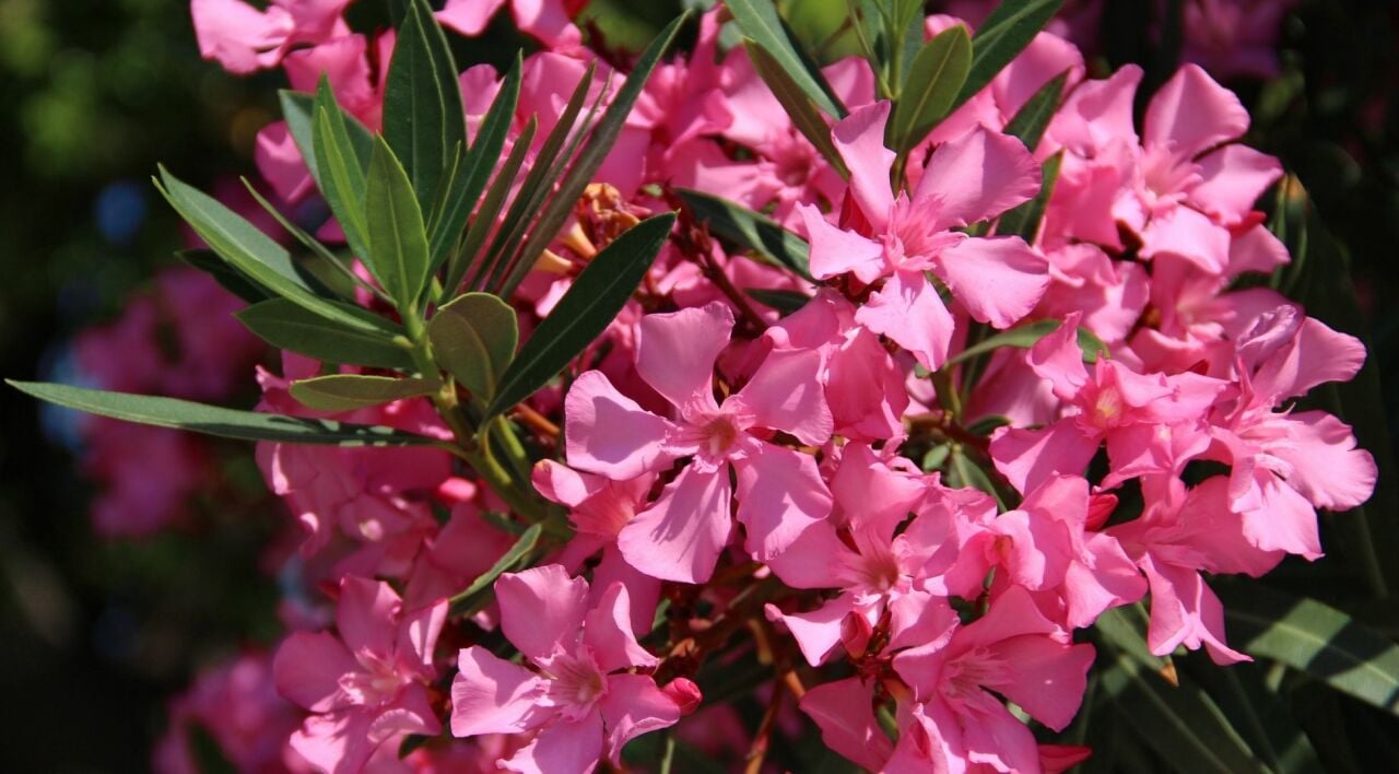 Zakkum Ağacı Nasıl Yetiştirilir ve Budanır