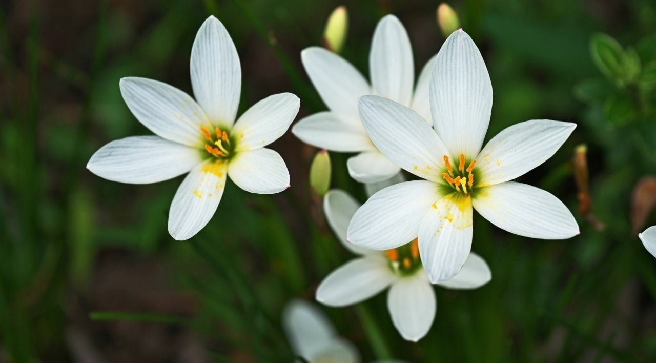 Zıpçıktı Çiçeği Ne Zaman Dikilir