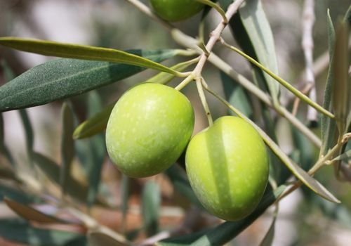Delice Zeytin Fidanı Çeşitleri