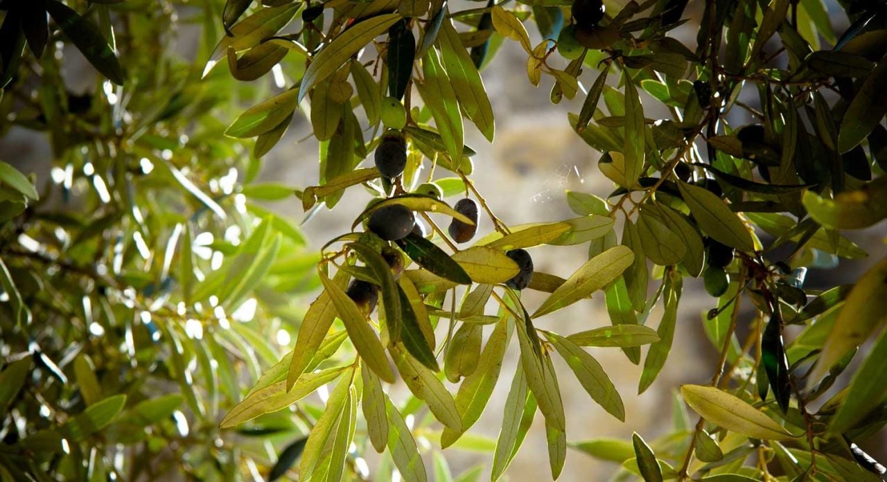 Zeytin Fidanı Bakımı Nasıl Yapılır