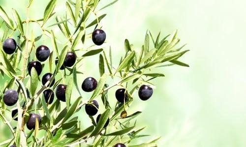 Arbequina Zeytin Fidanı Fiyatı