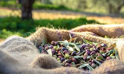 Arbequina Zeytin Fidanı Özellikleri