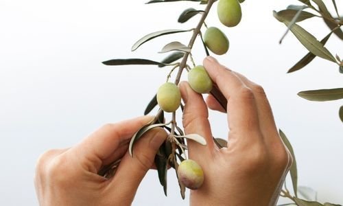 Arbequina Zeytin Fidanı Satışı