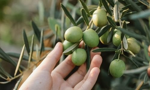 Zeytin Fidanı Satan Yerler