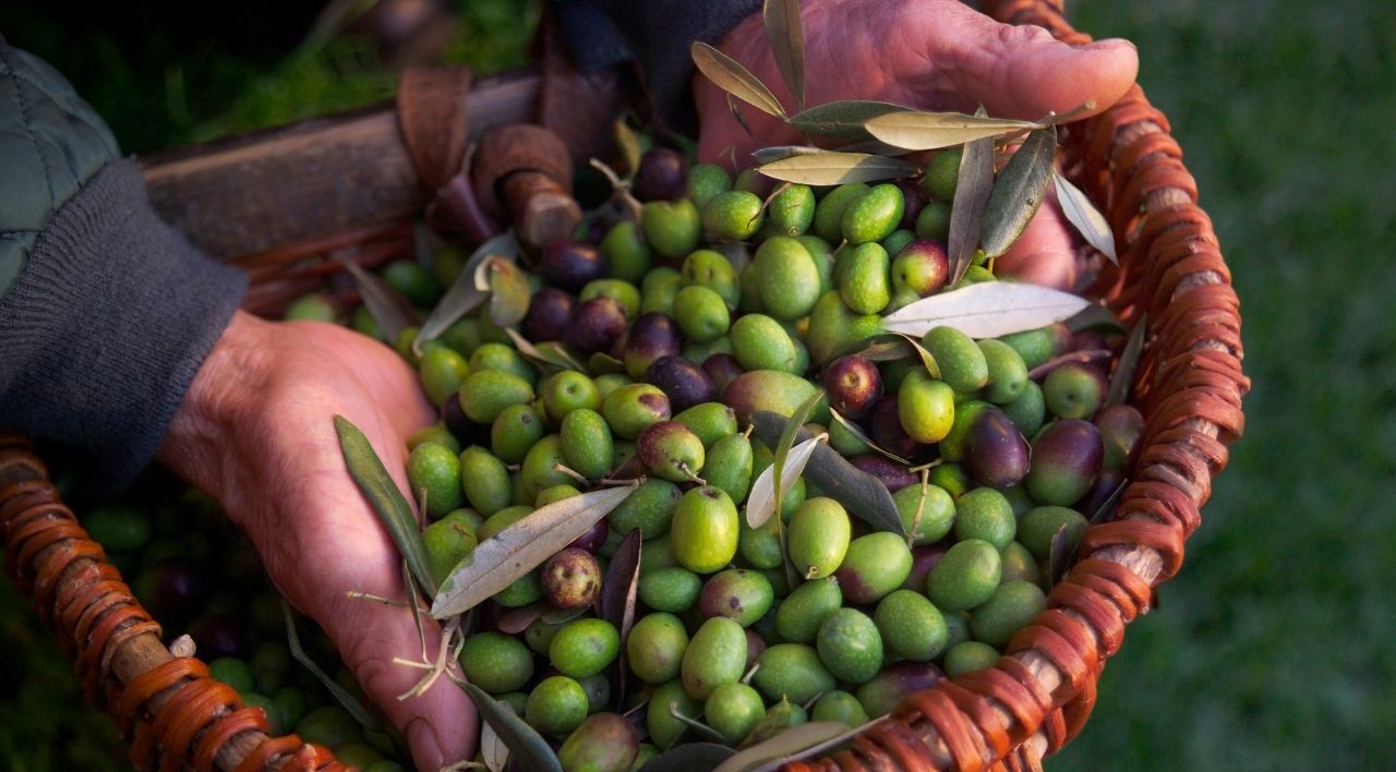 Tekir Zeytin Fidanı Çeşitleri