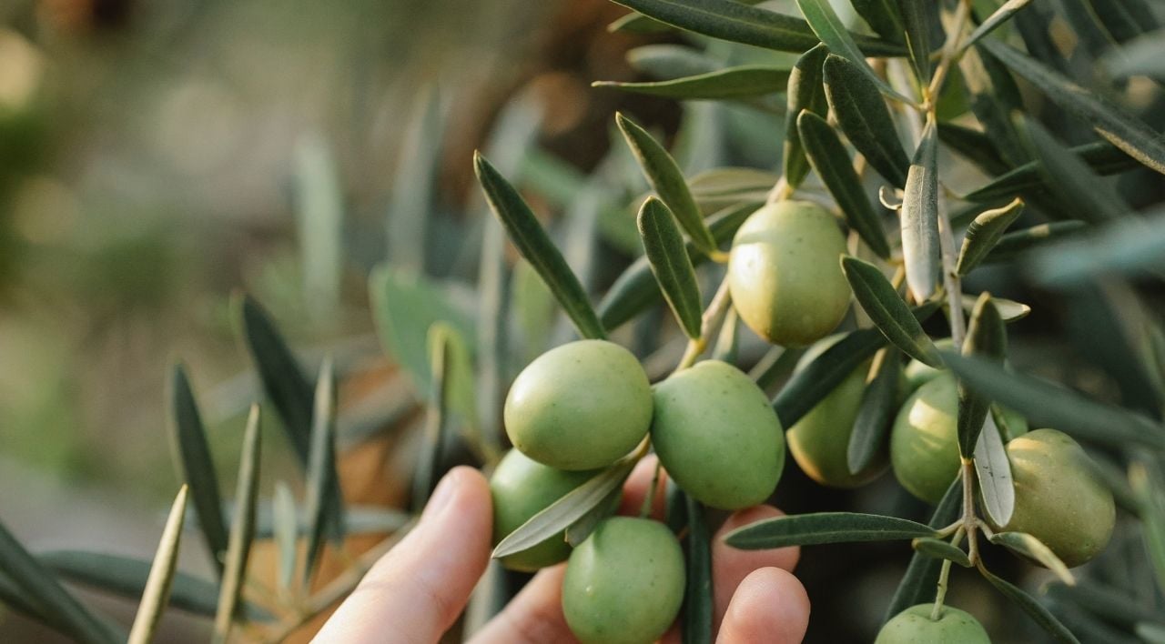 Tekir Zeytin Fidanı Fiyatı