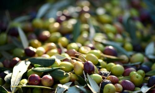 Zeytin Fidanı Nereden Alınır?