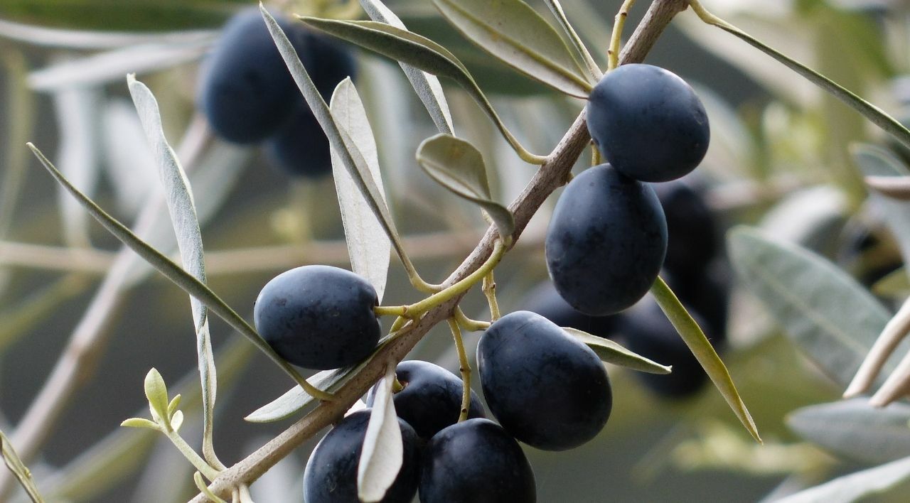 Zeytin Fidanı Bakımı