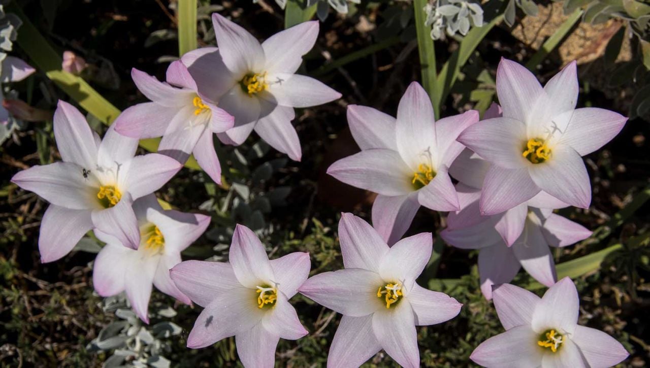 Zıpçıktı Çiçeği Bakımı Nasıl Yapılır