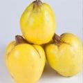 Ayva Fidanı