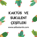 Kaktüs Ve Sukulentler