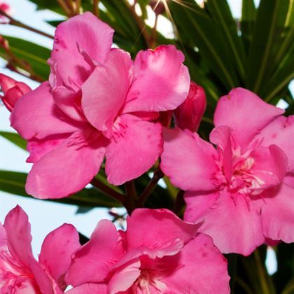 Pembe Zakkum Çiçeği