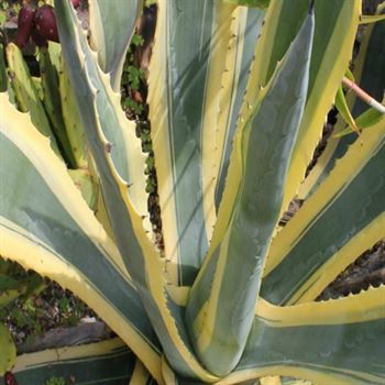 Alacalı Agav Çiçeği Yüzyıl Bitkisi