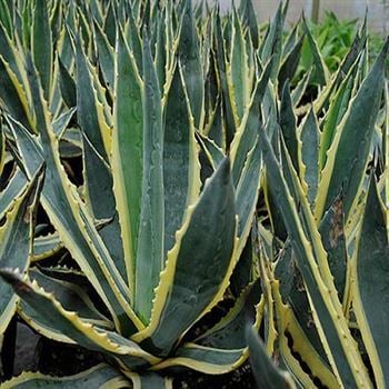 Alacalı Agav Çiçeği Yüzyıl Bitkisi