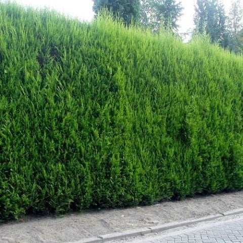 Leylandi Fidanı Çit Çamı Cupressocyparis