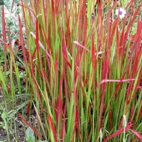 İmperata Sazlığı Kızıl Baron 30 cm