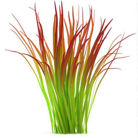 İmperata Sazlığı Kızıl Baron 30 cm