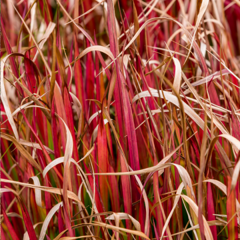 İmperata Sazlığı Kızıl Baron 30 cm