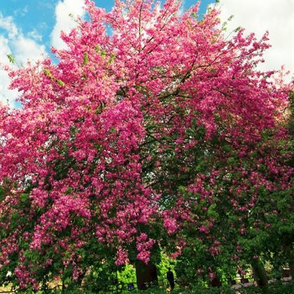 Maymun Tırmanmaz  Floş İpek Ağacı Chorisia