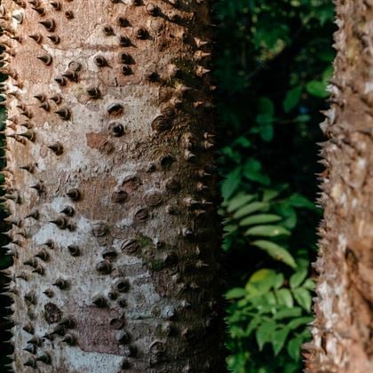 Maymun Tırmanmaz  Floş İpek Ağacı Chorisia