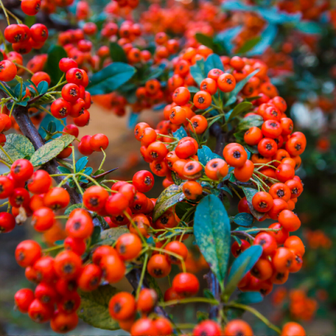 Bodur Ateş Dikeni Bitkisi