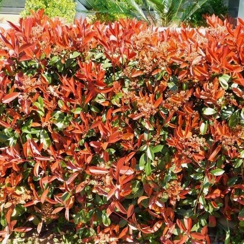 Alev Ağacı Bitkisi