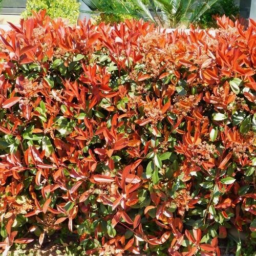 Alev Ağacı Bitkisi