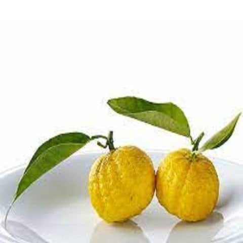 Japon Limonu Citrus Junos