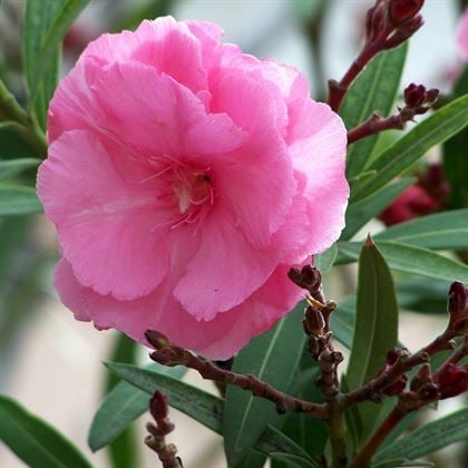 Zakkum Çiçeği Fidanı