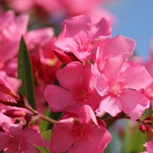 Zakkum Çiçeği Fidanı