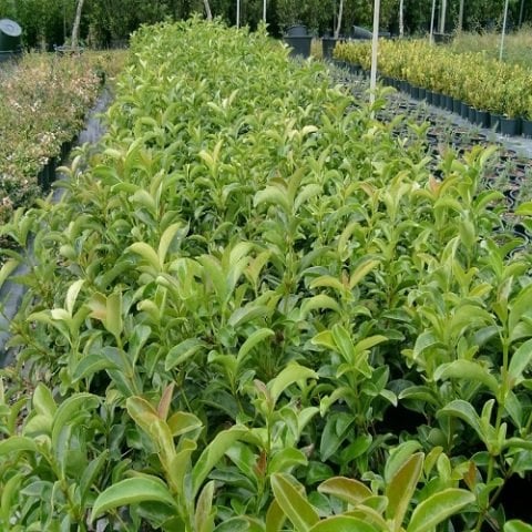 Lisidum Licidum Lucidum Kartopu Bitkisi