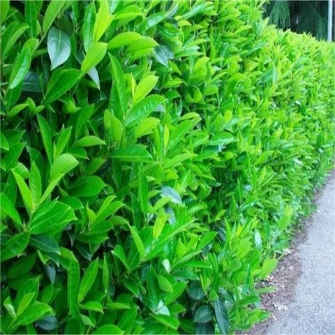 Lisidum Licidum Kartopu Bitkisi